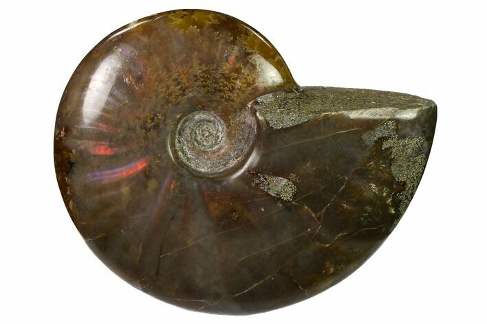 Red Flash Ammonite Fossil - Madagascar #151715